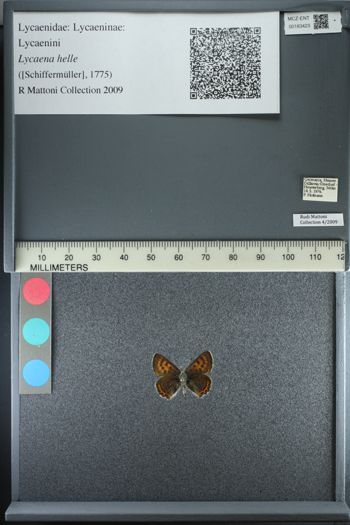 Media type: image;   Entomology 183423